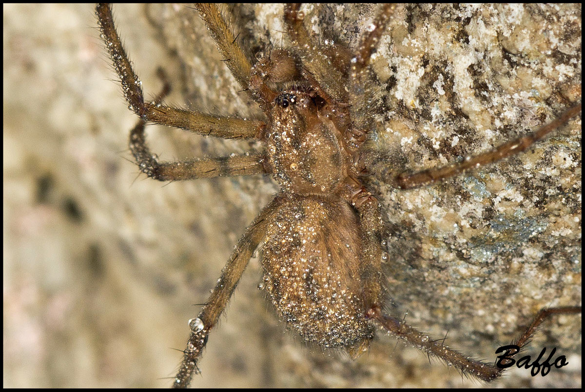Malthonica silvestris - Samatorza (TS)